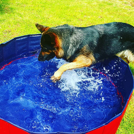 Piscine pour chiens