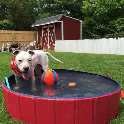 Piscine pour chiens