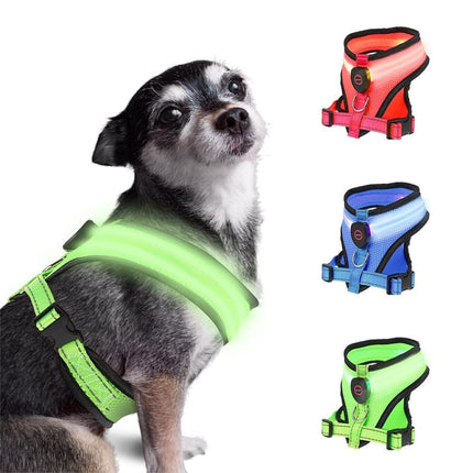 Harnais Lumineux pour Petits Chiens